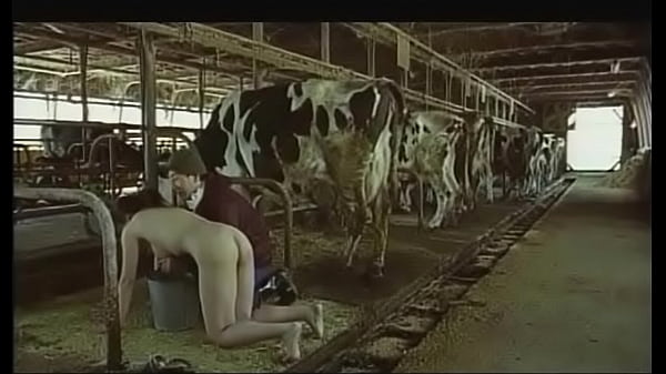 milking dairy